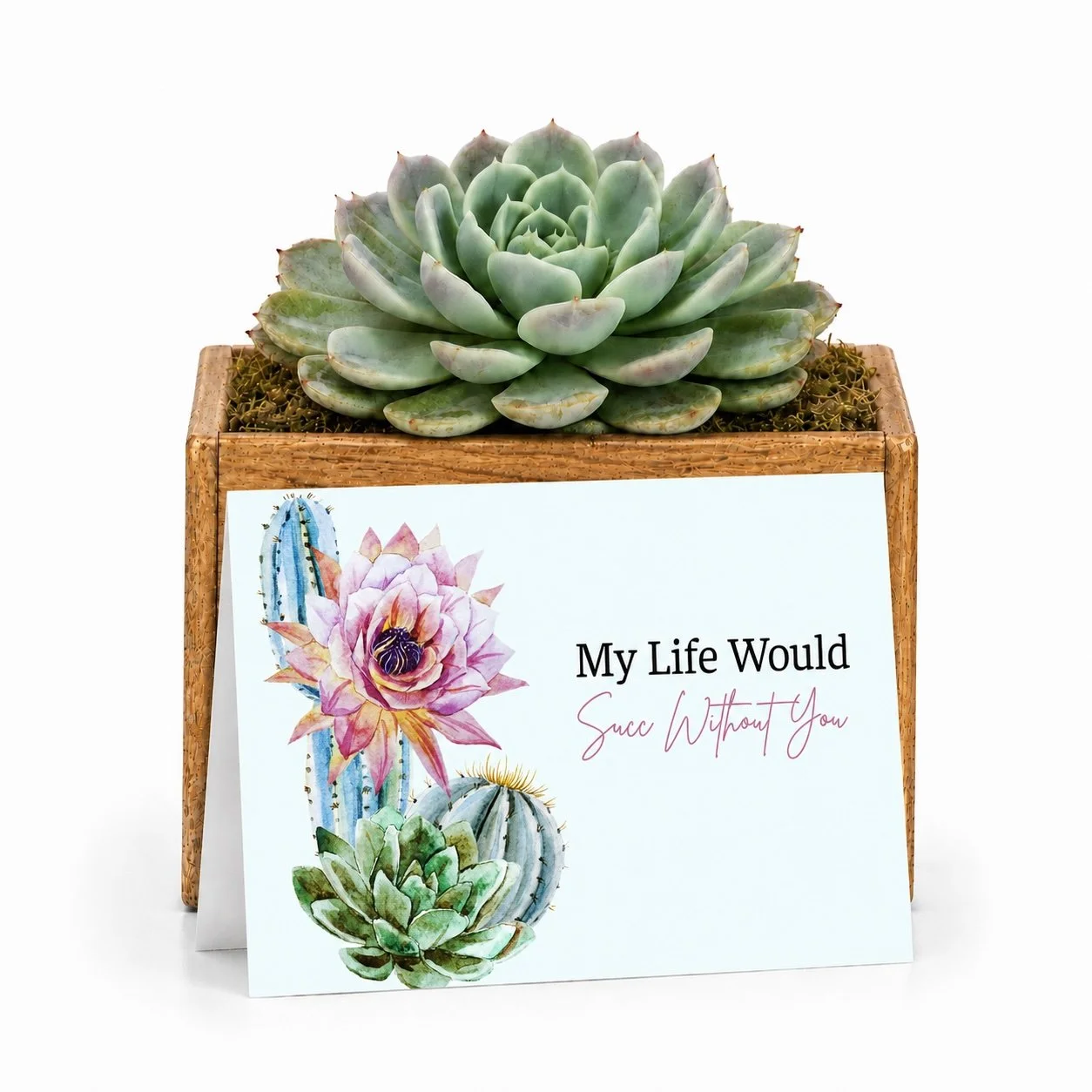 My Life Would Succ Without You  | Potted Succulent Gift