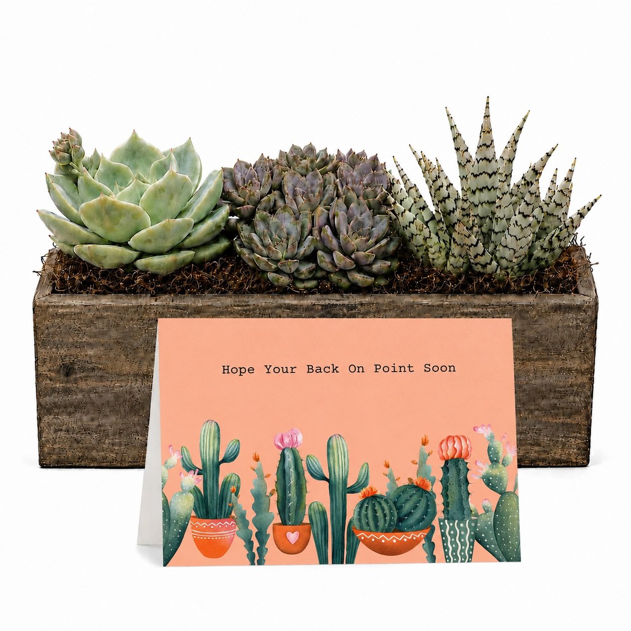 Surgery Get Well Gift - Succulent Arrangement | Hope Your Back On Point Soon