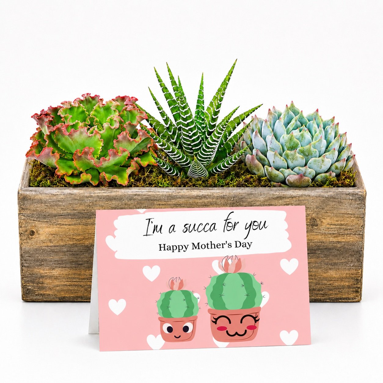 Succulent Gift | I'm A Succa For You - Happy Mothers Day