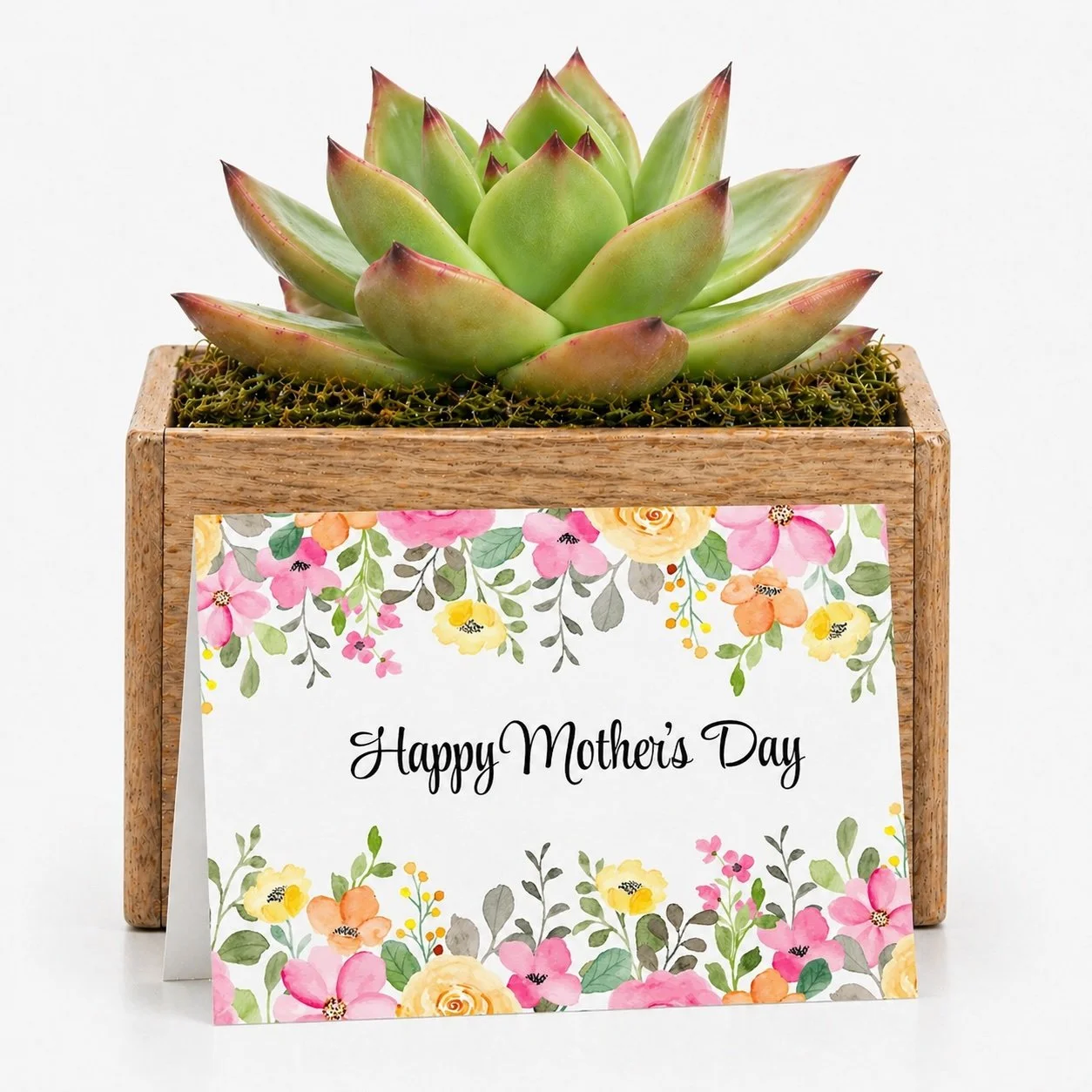 Mother's Day - Succulent with Card | Happy Mother's Day