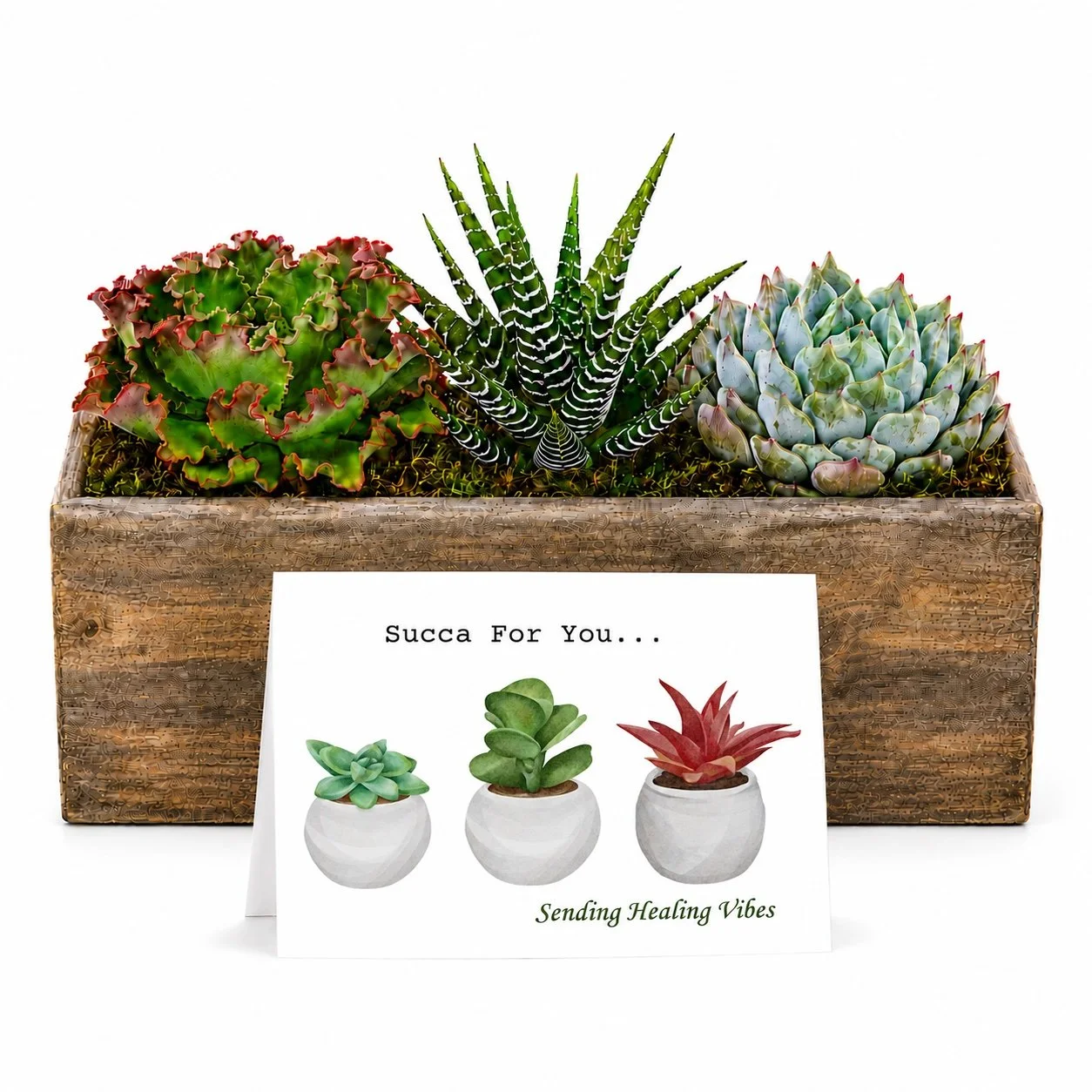 Succa For You - Healing Vibes | Surgery Recovery Gift Succulent With Card