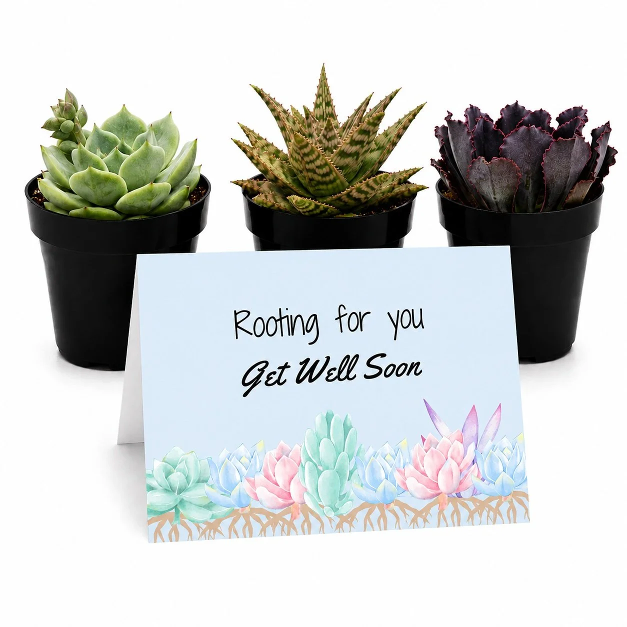 Rooting Get Well Main.jpg