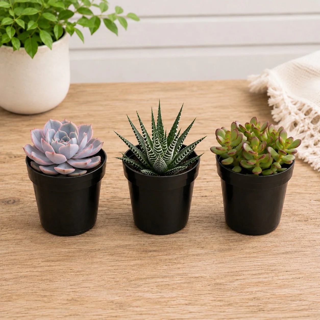 Mini Succs Mock.jpg