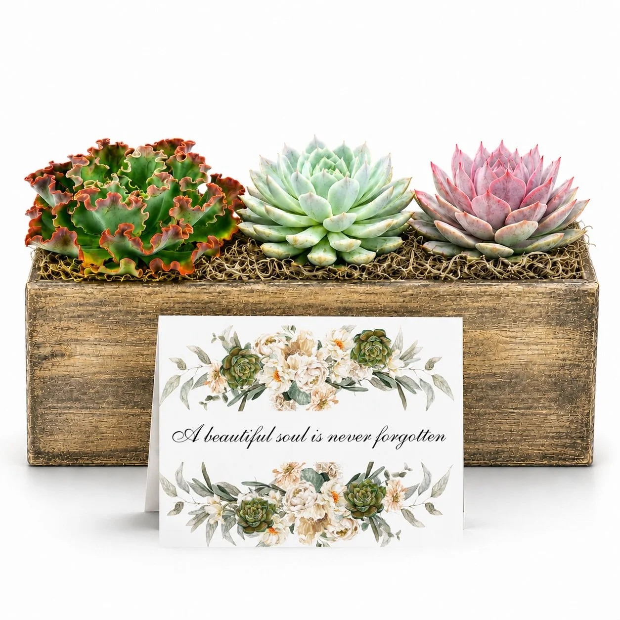 Sympathy Gift - Succulent with Card | A Beautiful Soul Is Never Forgotten