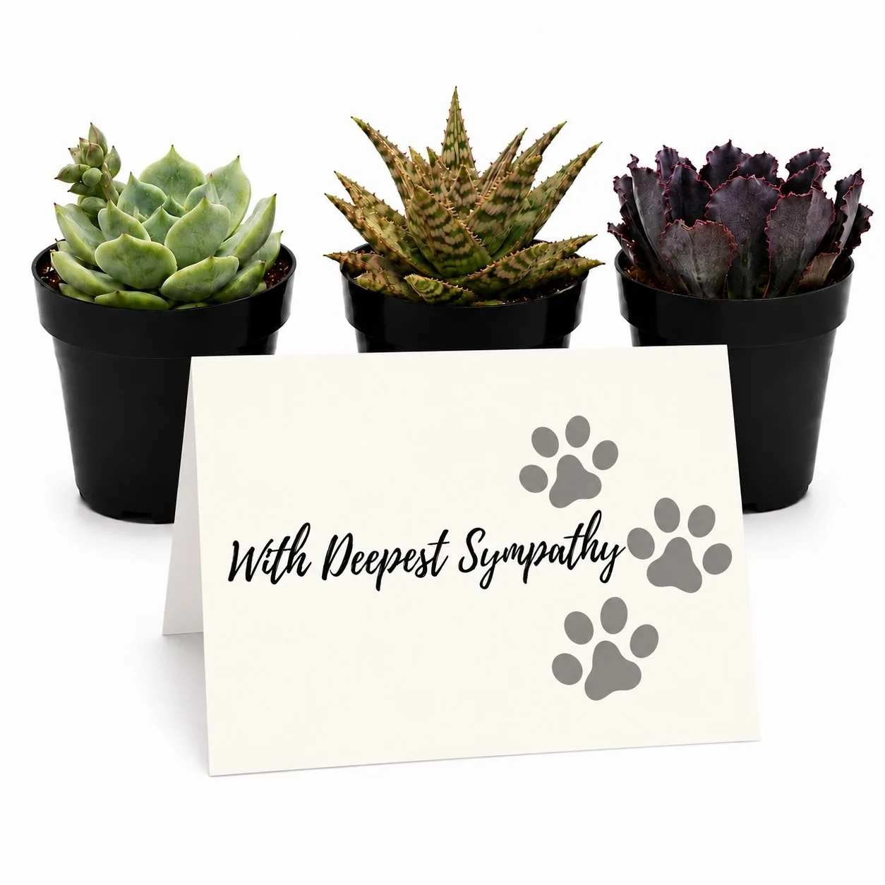 Pet Sympathy - Mini Succs.jpg