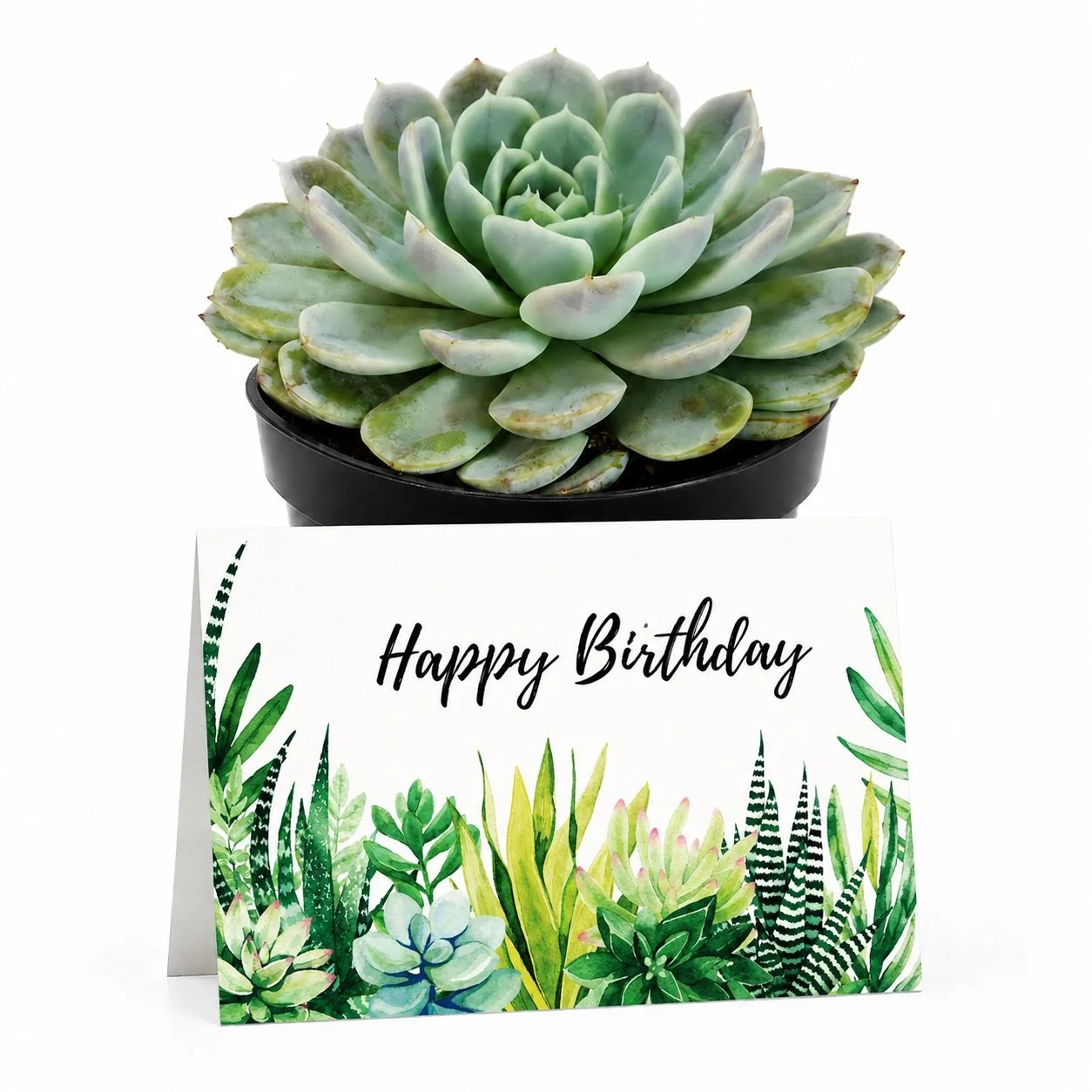 PP Happy bday.jpg