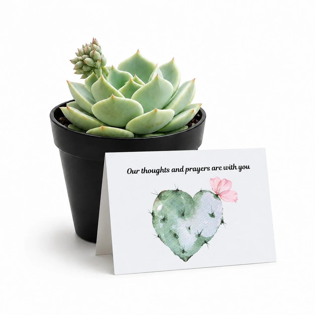 Our Thoughts and Prayers Are With You | Succulent Plant Gift