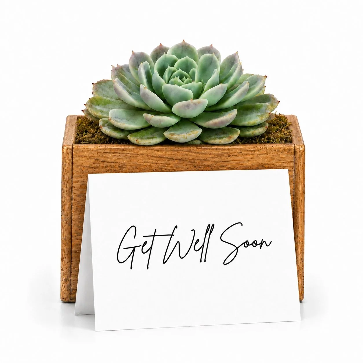 Get Well Soon | Potted Succulent Gift