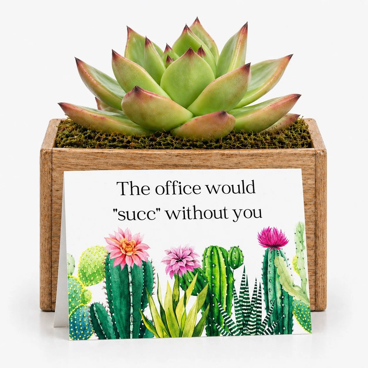 Coworker Appreciation Gift – Succulent with Card | The Office Would Succ Without You