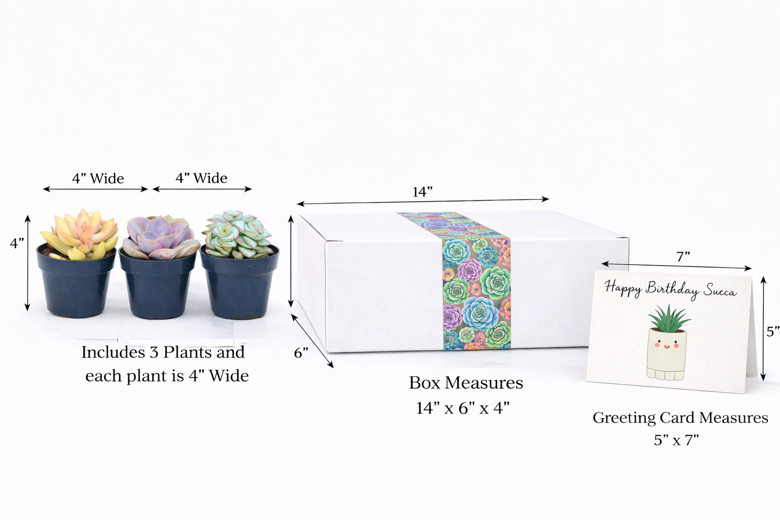 Succulent Plant Gift and card