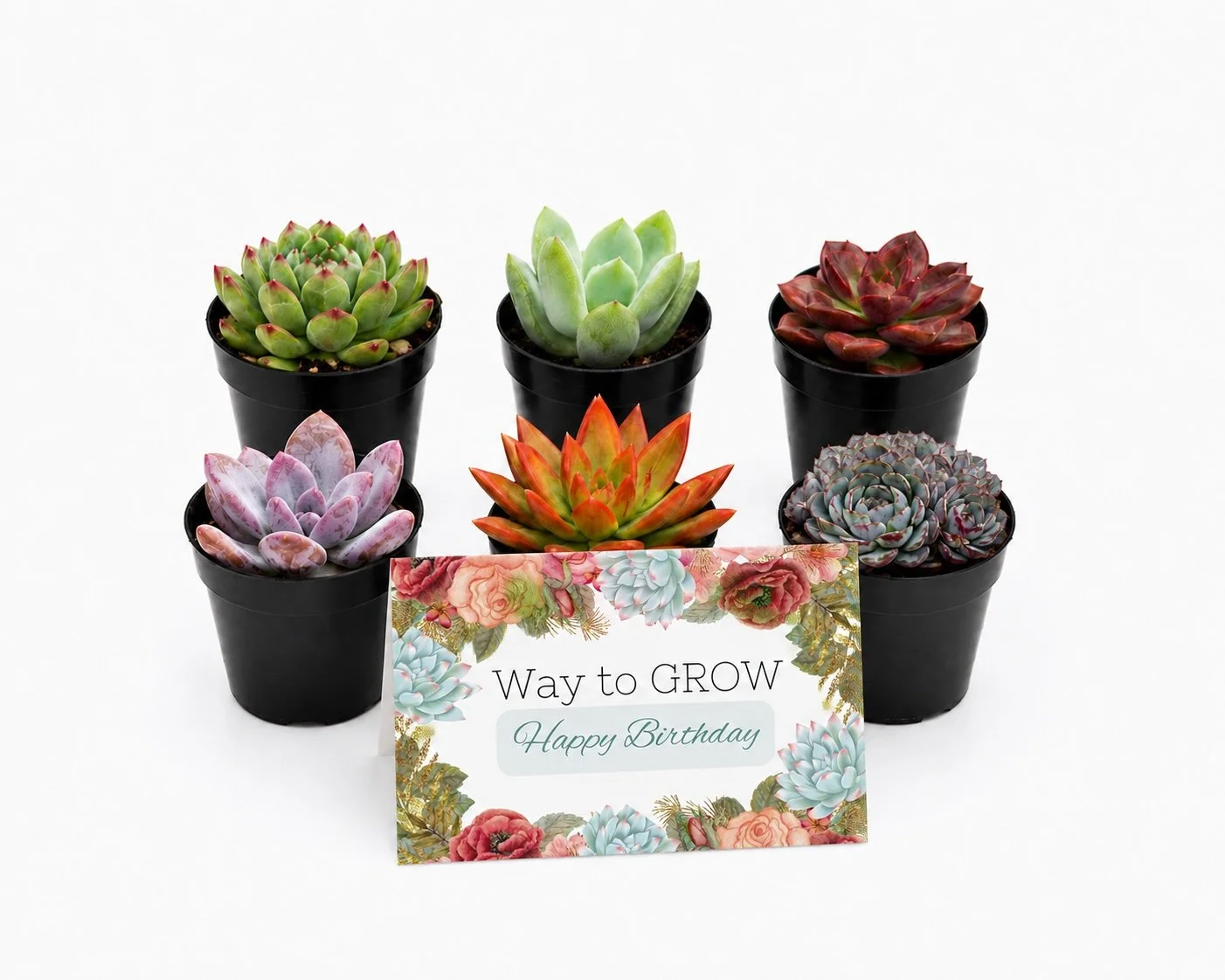 Way to GROW ...Happy Birthday | Succulent Assortment Gift