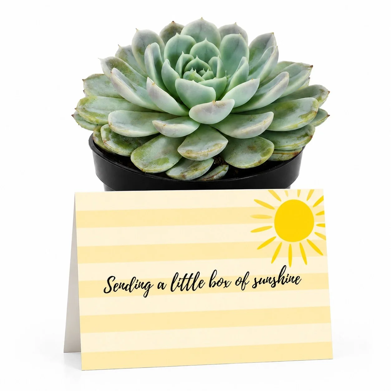 PP Sending sunshine.jpg