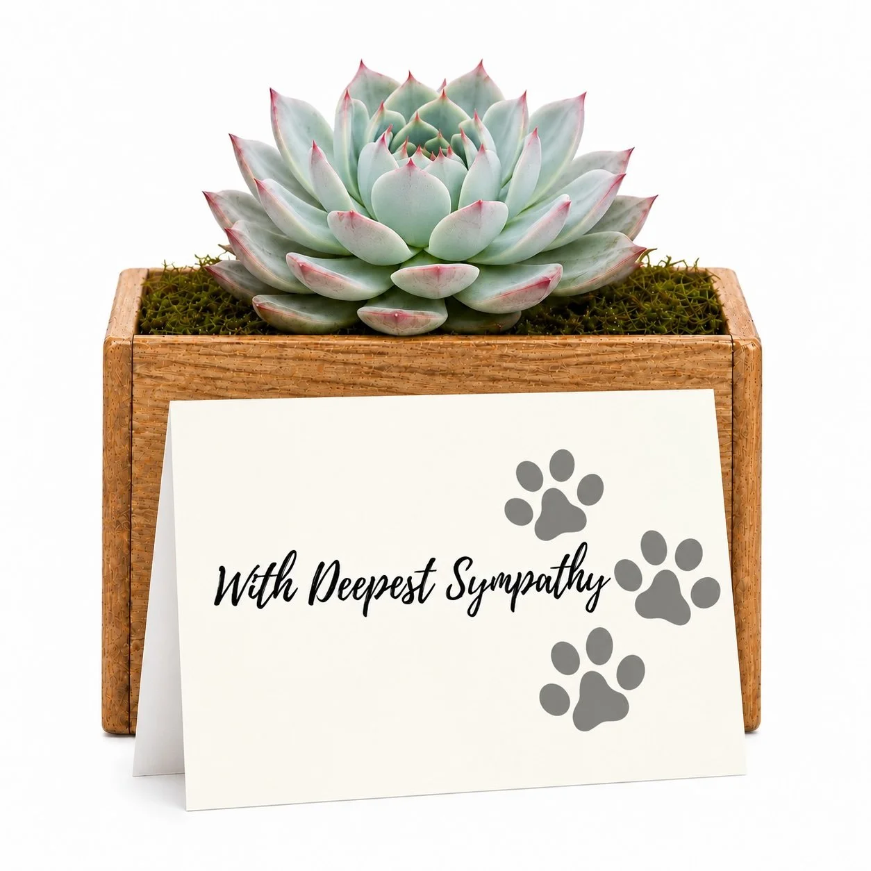 Pet Symapthy - Potted.jpg