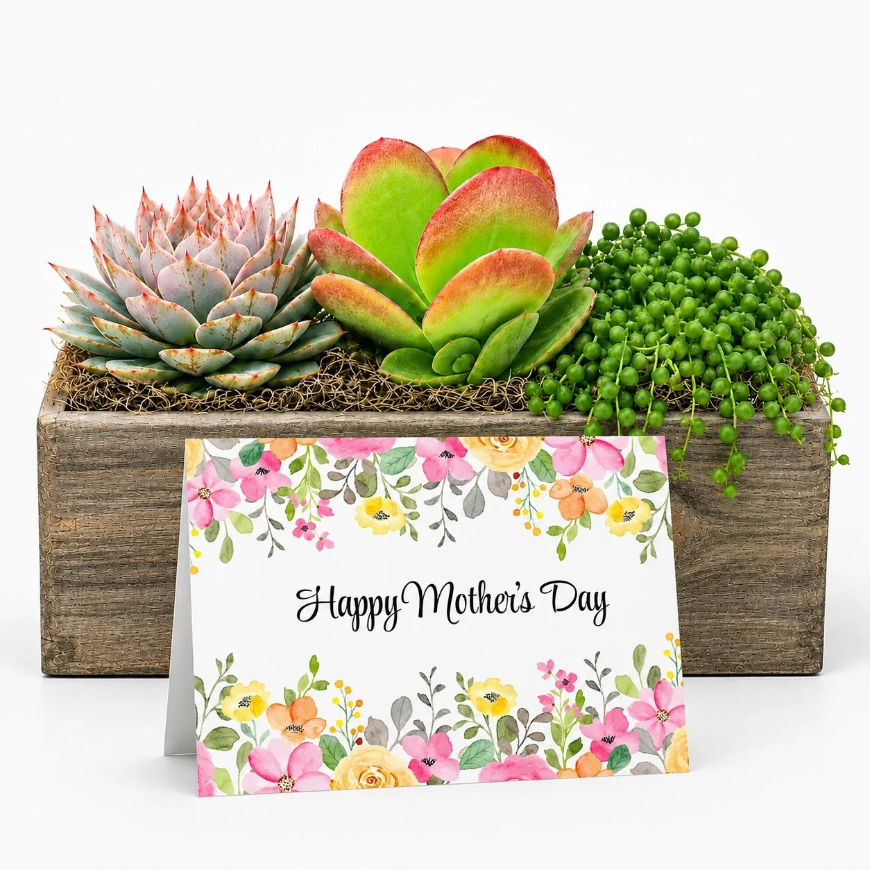 Succulent Plant Gift | Happy Mother's Day