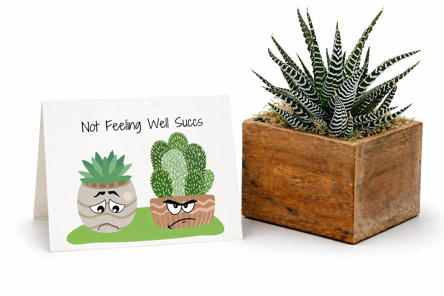 Get well soon gifts for succulent plant lovers