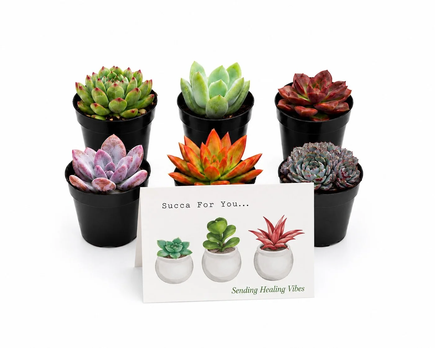 Surgery Recovery Gift - Succulent Assortment | Succa For You ...Sending Healing Vibes