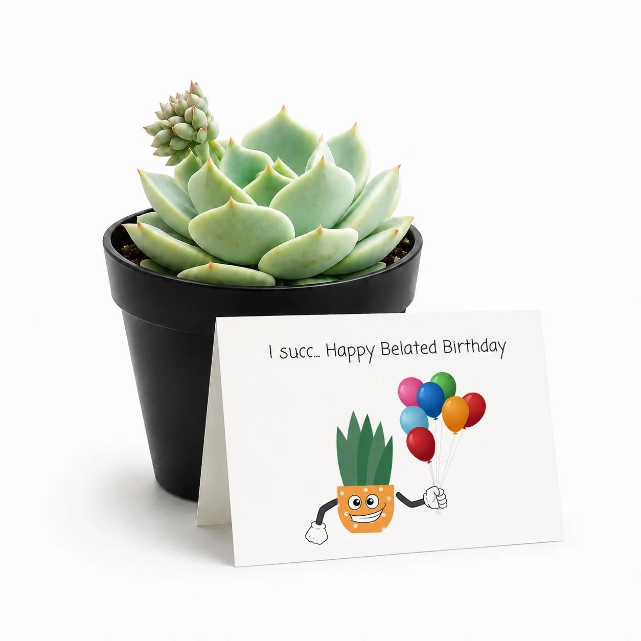 I Succ...Happy Belated Birthday | Succulent Plant Gift