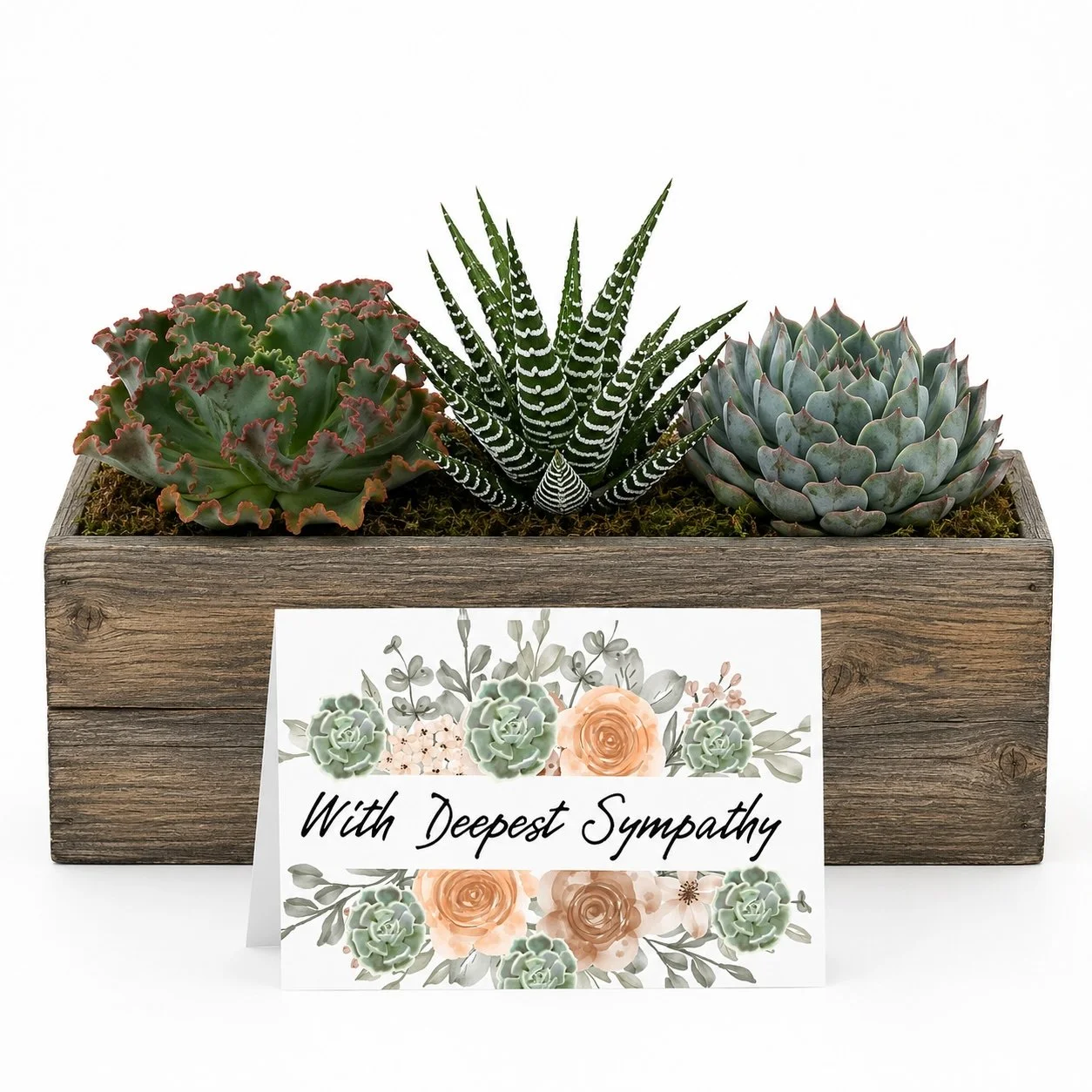 Sympathy Gift - Succulent With Card | With Deepest Sympathy