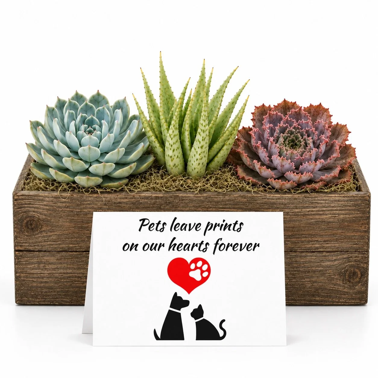 Pets leave prints - Arrangement.jpg
