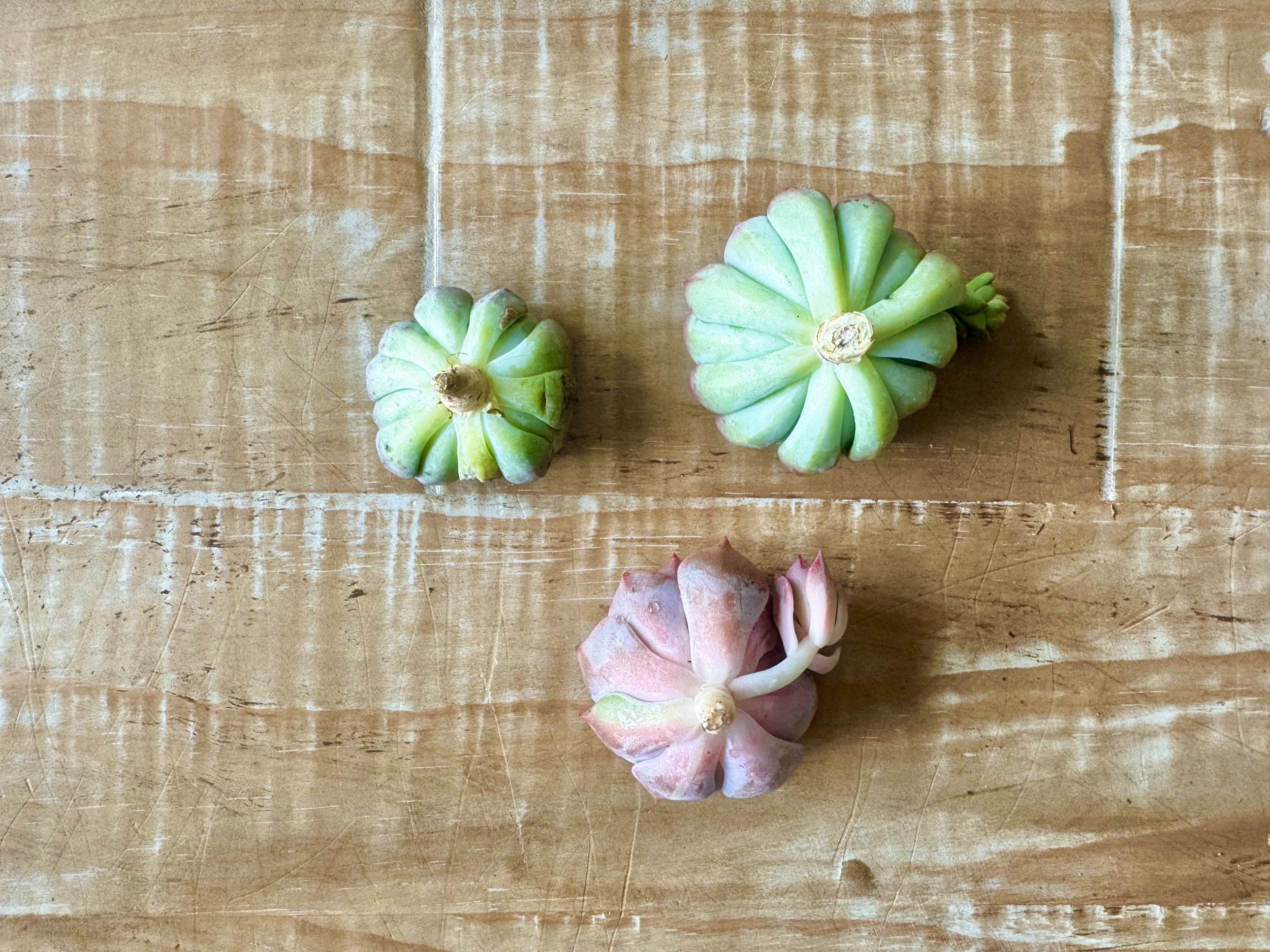 Back Cuttings.jpg