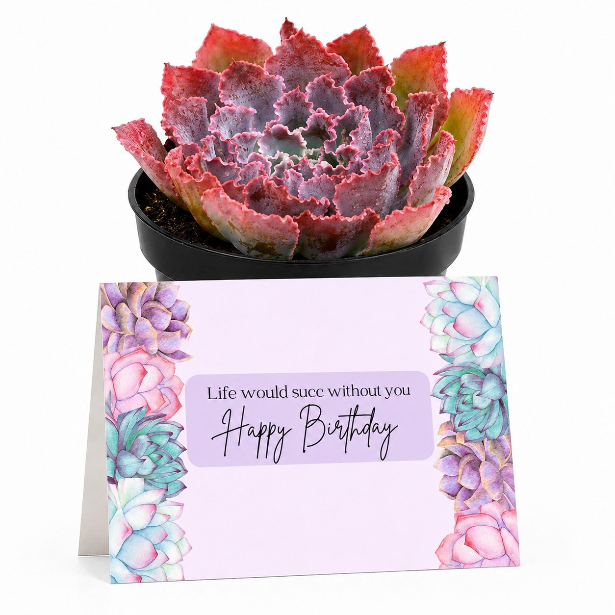 PP Bday Life succ wout you.jpg