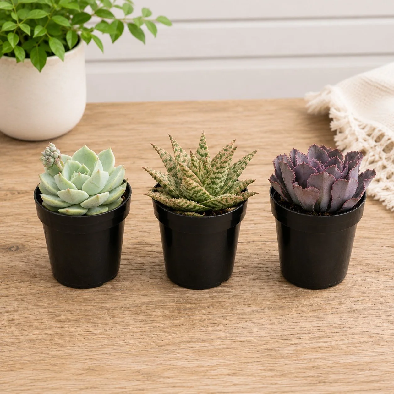 Real Mini Succulents.jpg