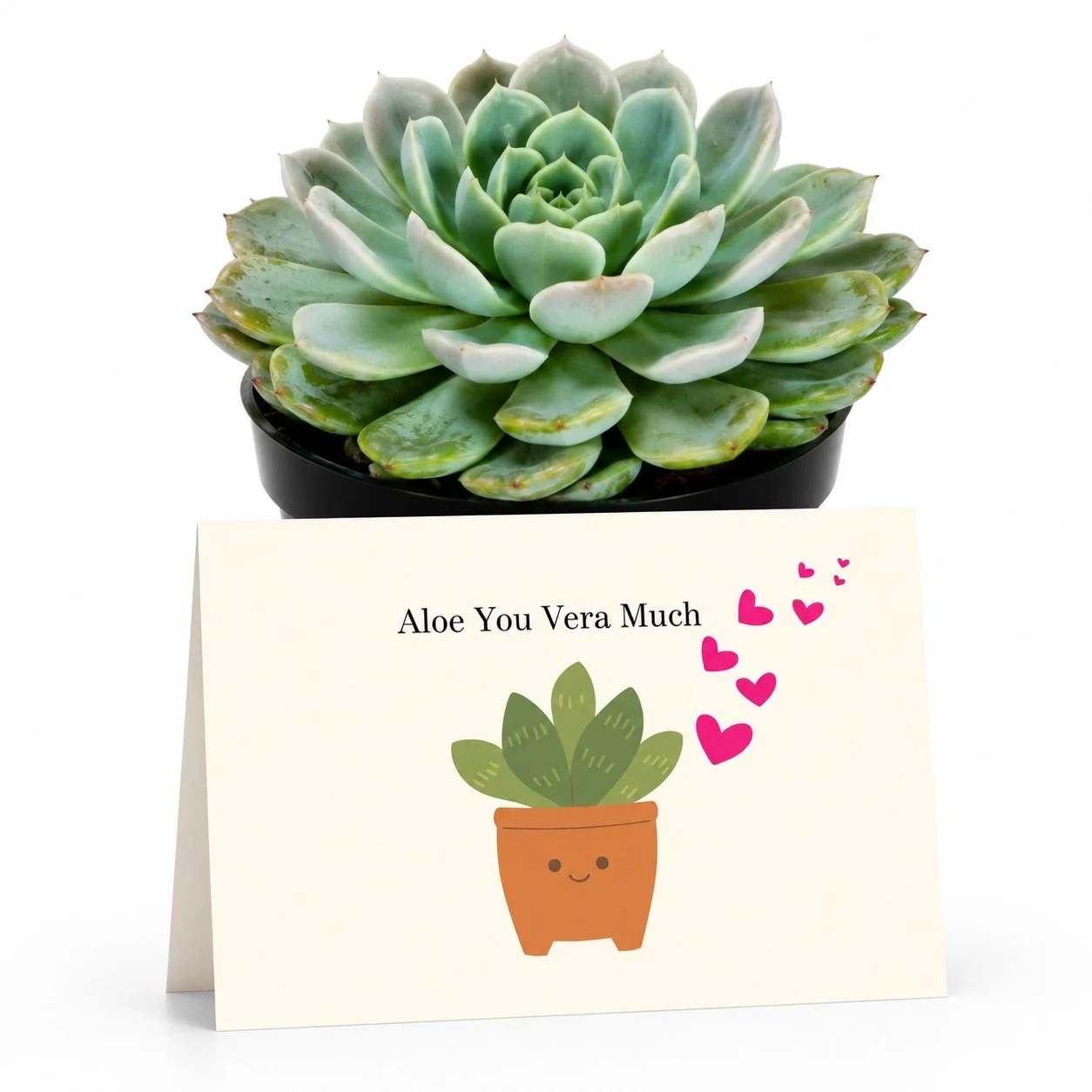 PP - Aloe You Vera Much.jpg