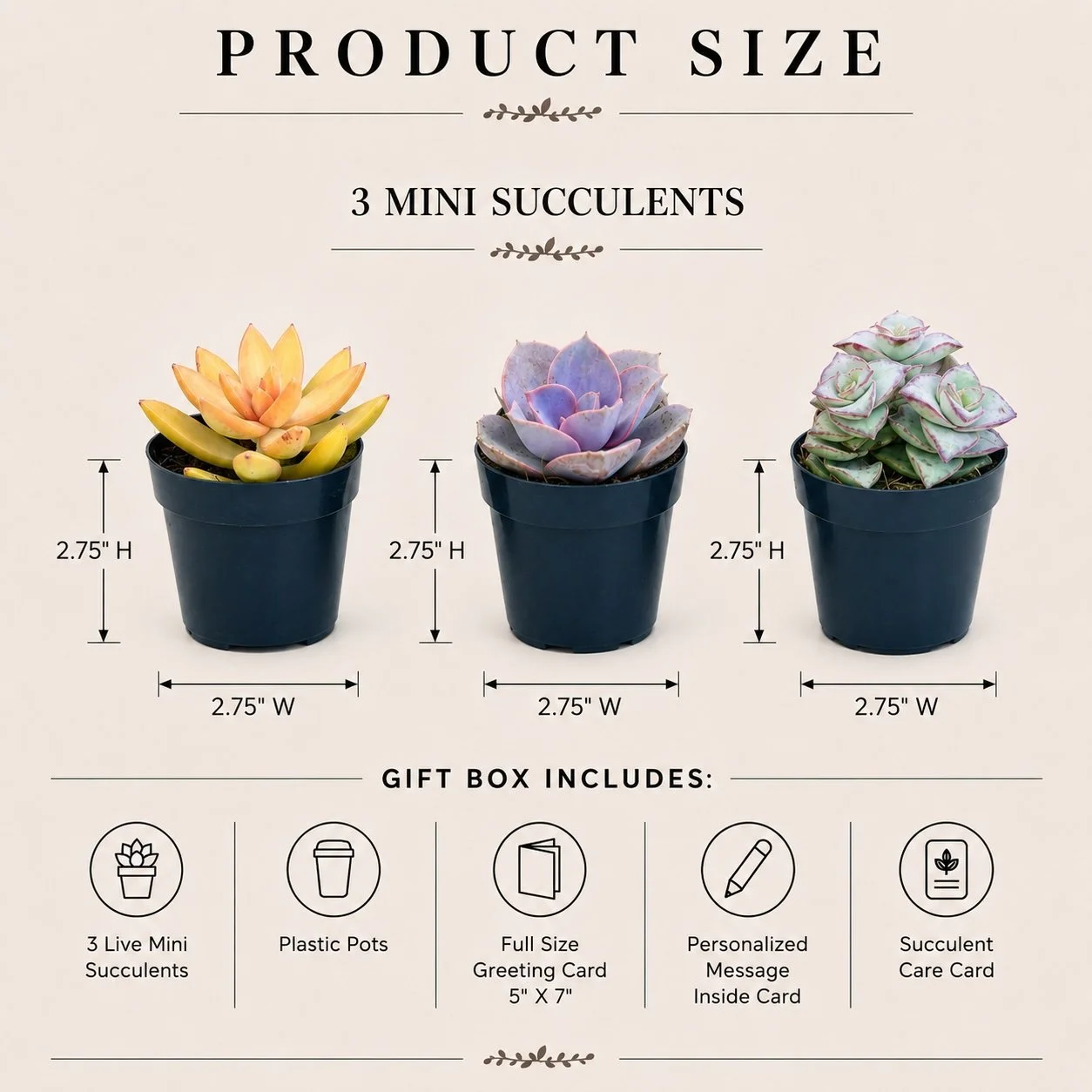 Specs - 3 Mini succs.jpg (Copy)