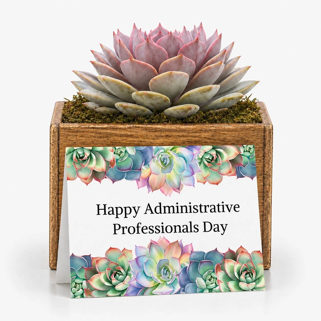Administrative Professionals Day Gift – Succulent with Card | Happy Administrative Professionals Day