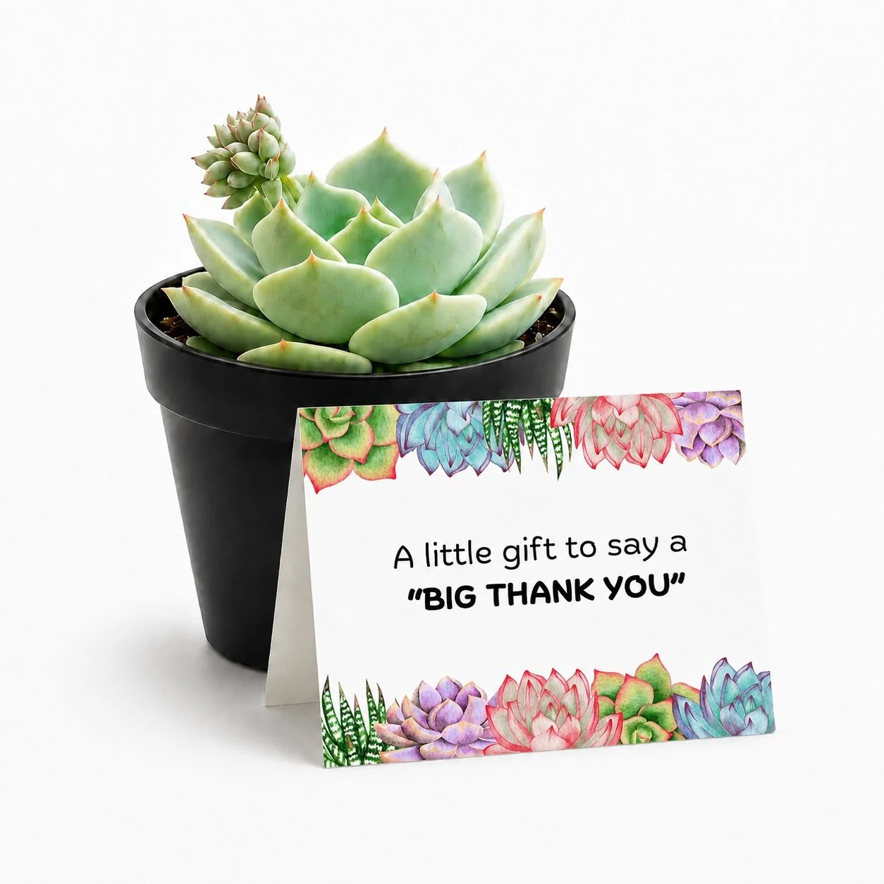 Thank You Gift - 4" Succulent Plant | A little gift to say a BIG THANK YOU