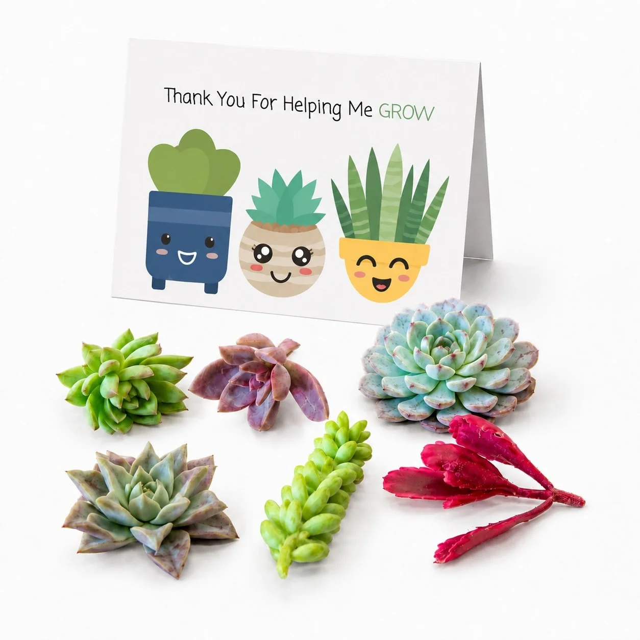 Thank You Gift - Succulent Cuttings | Thank You For Helping Me GROW