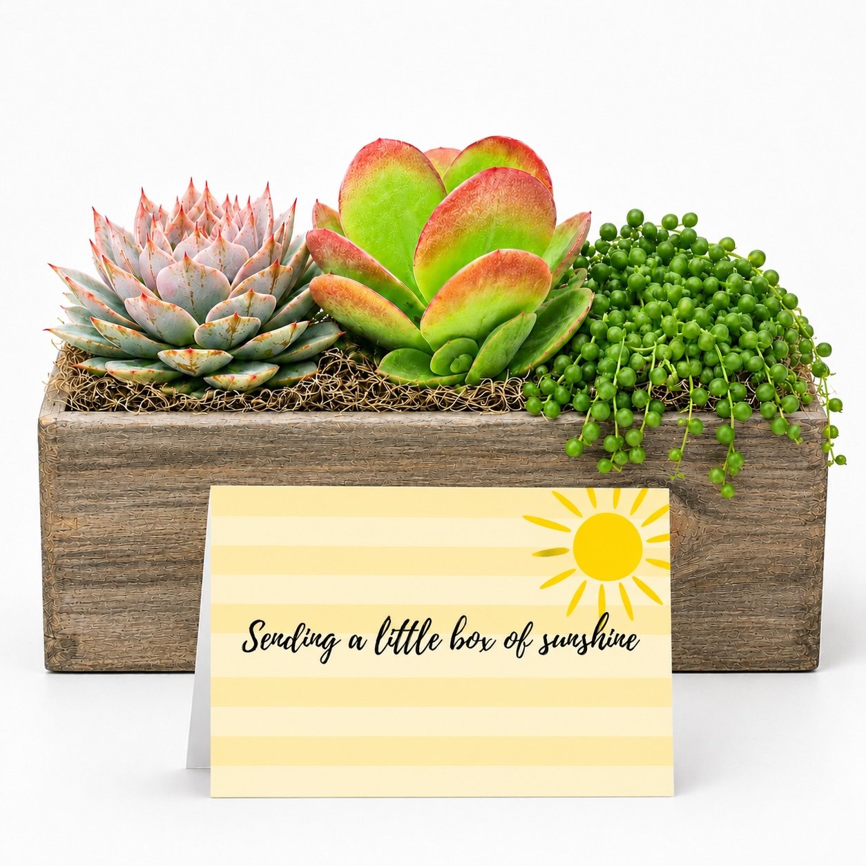 Sending a little box of sunshine | Cheer Up Gift Succulent With Card