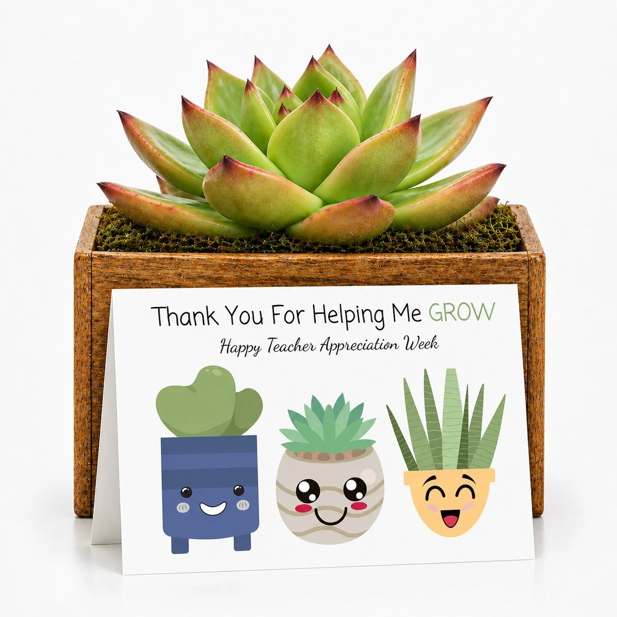 Cute Teacher Gift - Succulent with Card | Thank You For Helping Me Grow