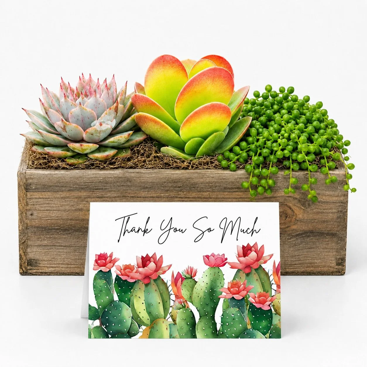 Appreciation Gift - Succulent with Card | Thank You So Much