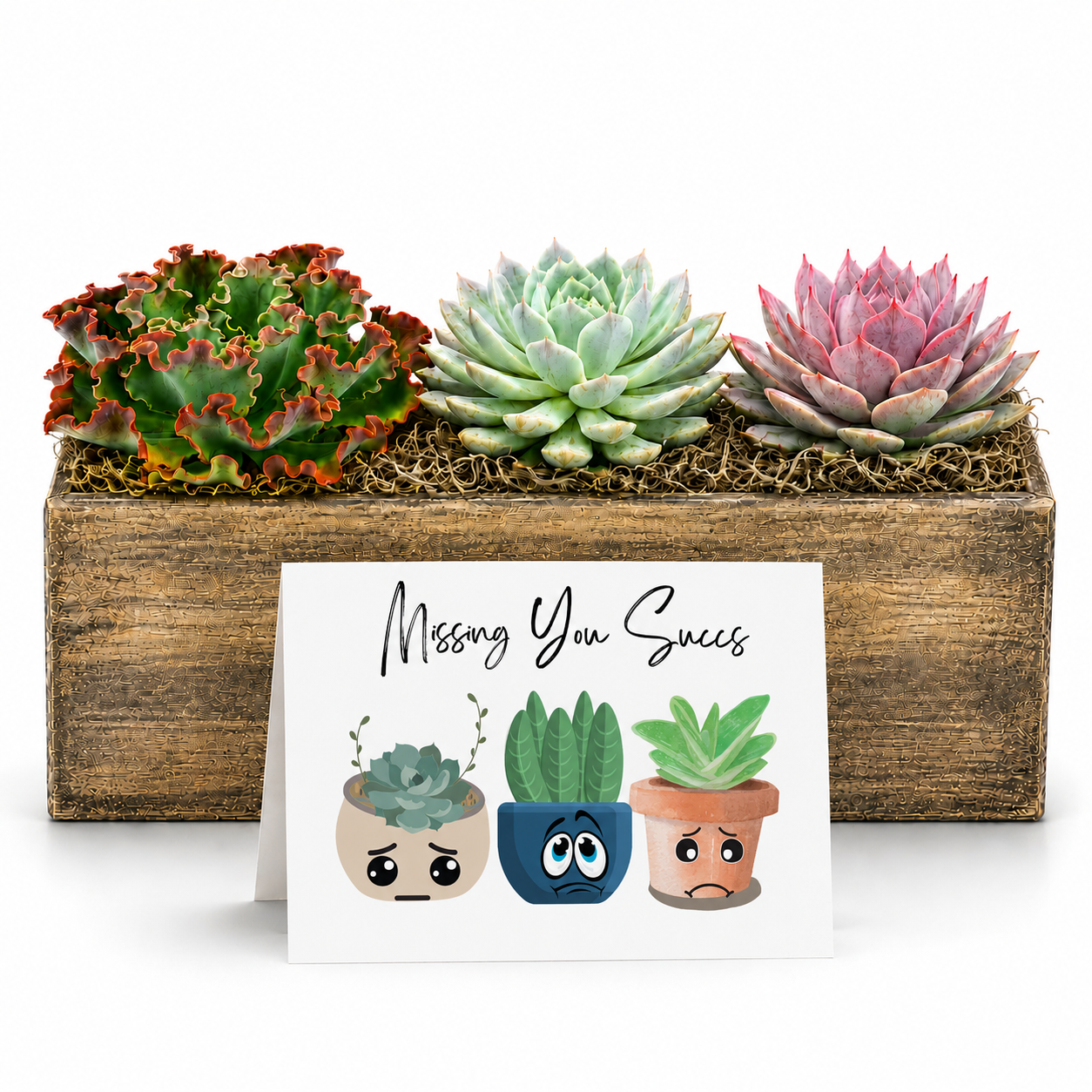 Thinking Of You Succulent Gift | Missing You Succs