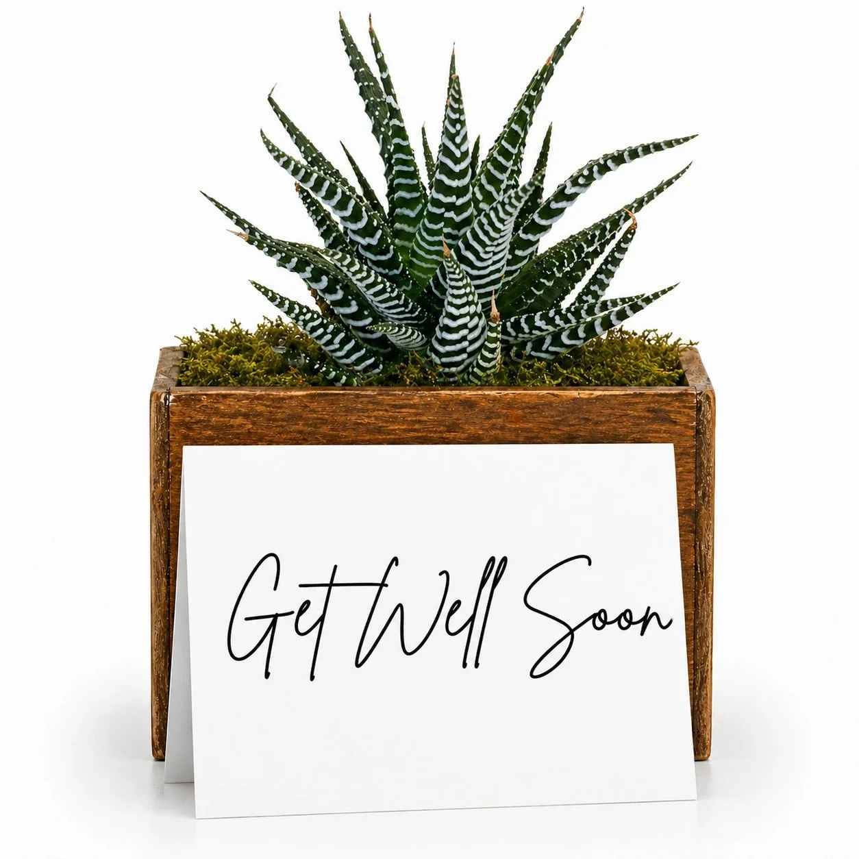 Get well plant gifts delivered nationwide