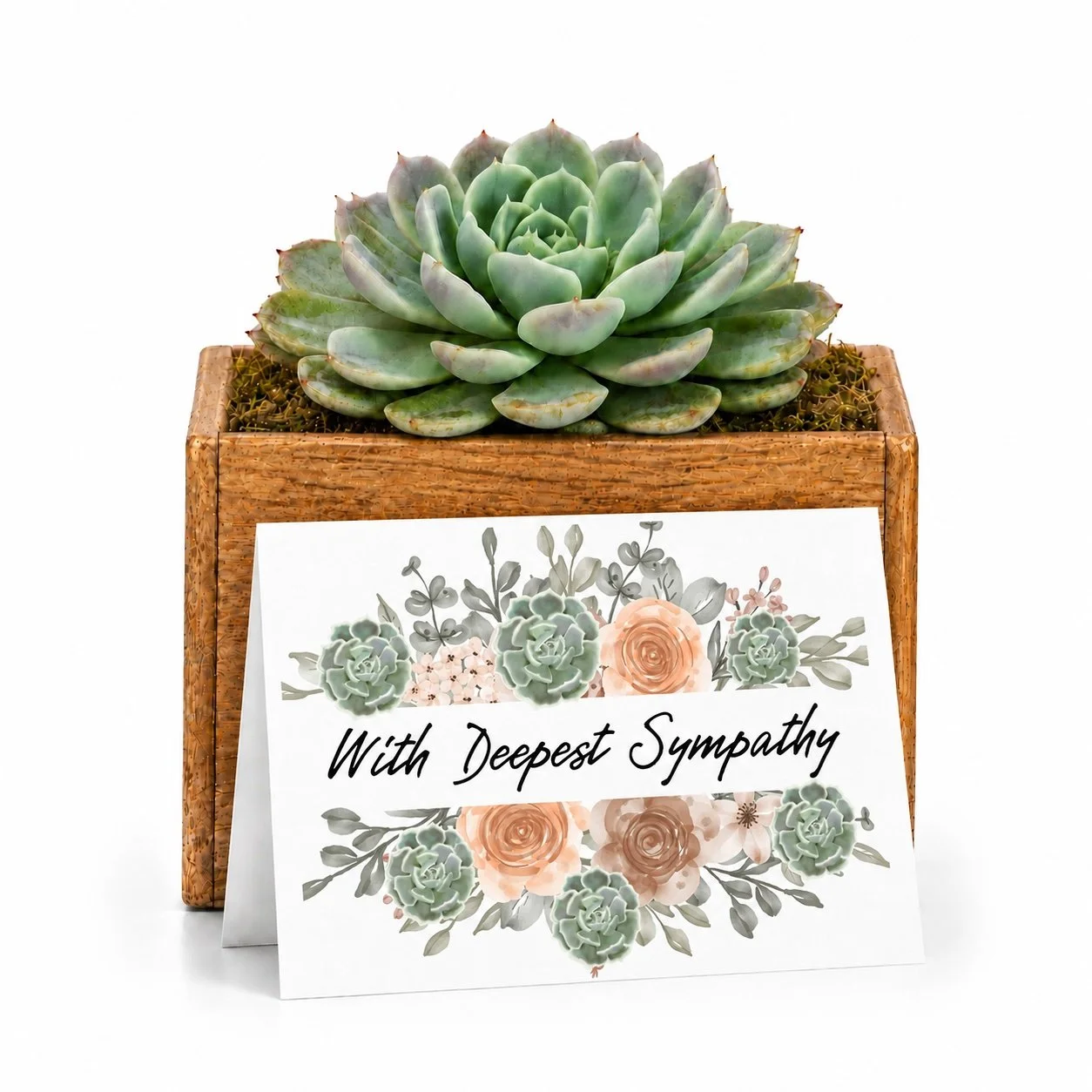 With Deepest Sympathy | Potted Succulent Gift