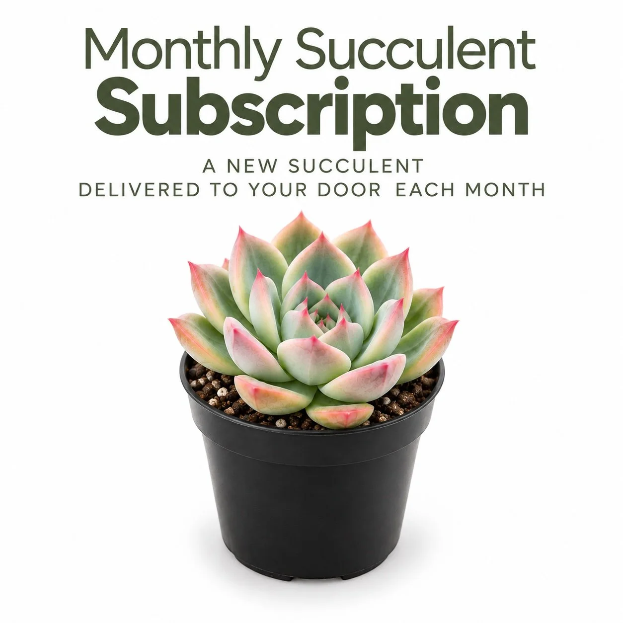 Succulent Subscription Box