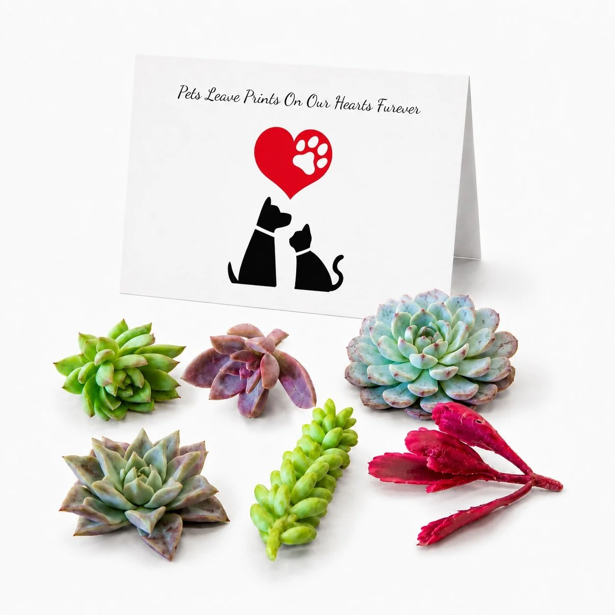 Pets Leave Prints On Our Hearts Furever | Succulent Cuttings Gift