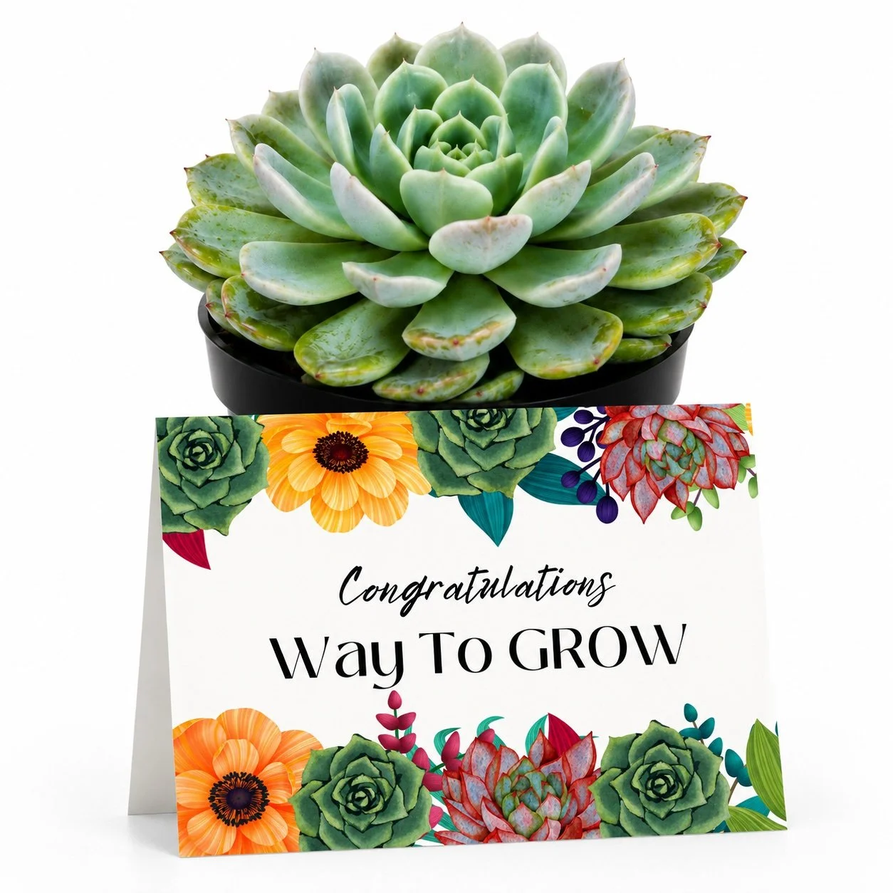 PP Congrats Way to grow.jpg