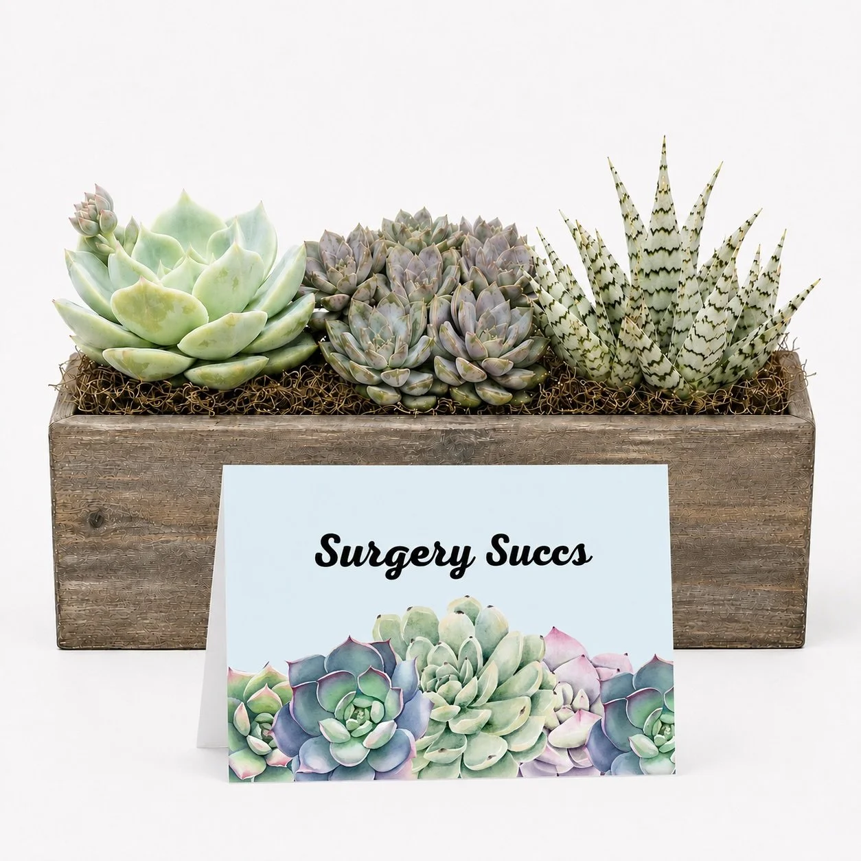 Surgery Recovery - Succulent Gift | Surgery Succs