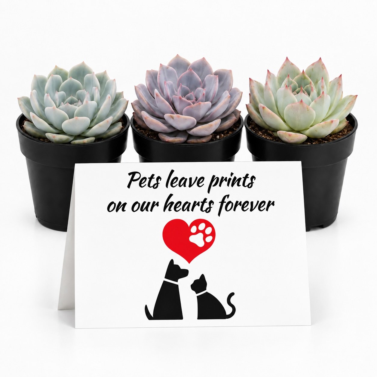 Pets leave prints - Trio.jpg
