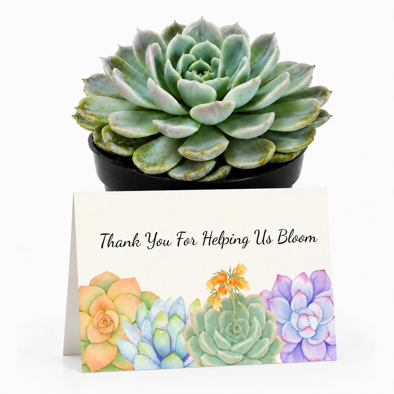 PP Thank you for helping bloom.jpg