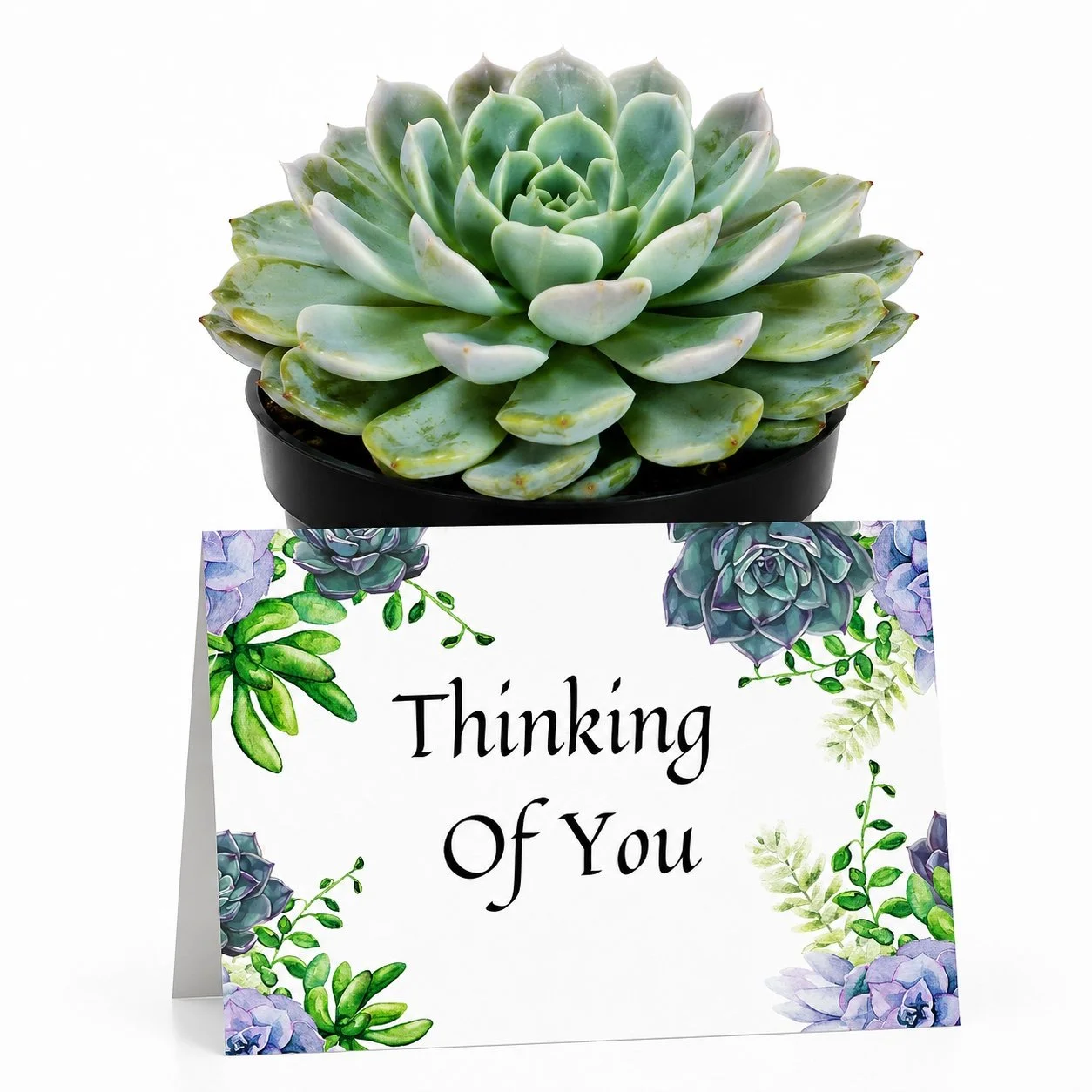 PP Thinking of you.jpg