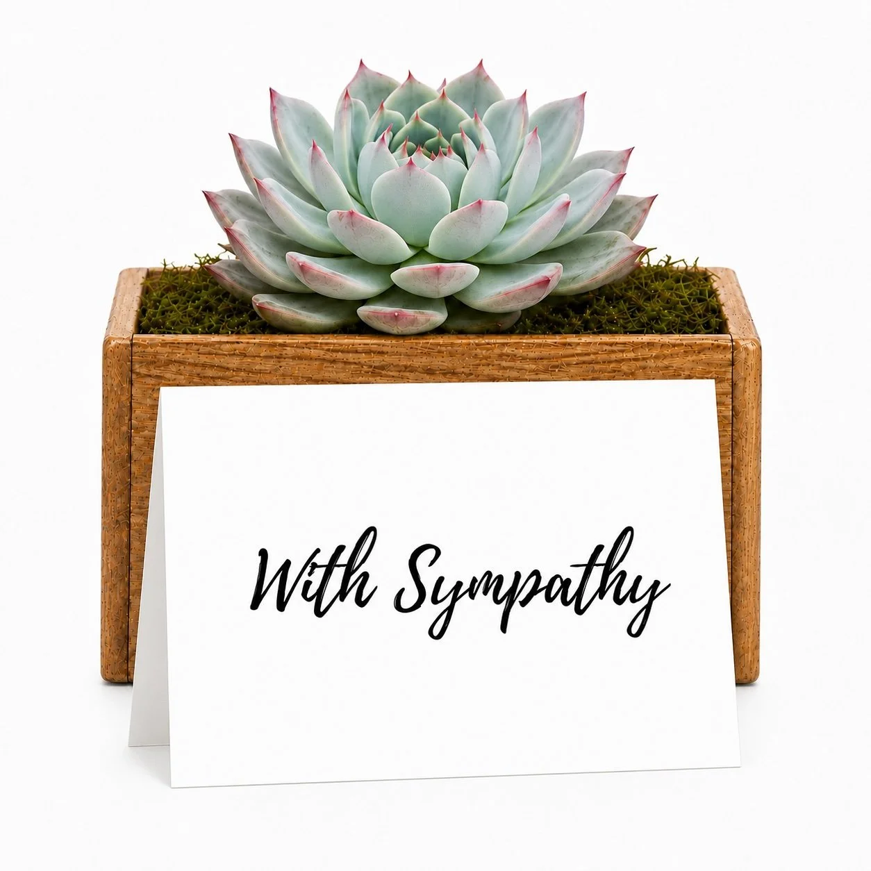 with sympathy - potted.jpg