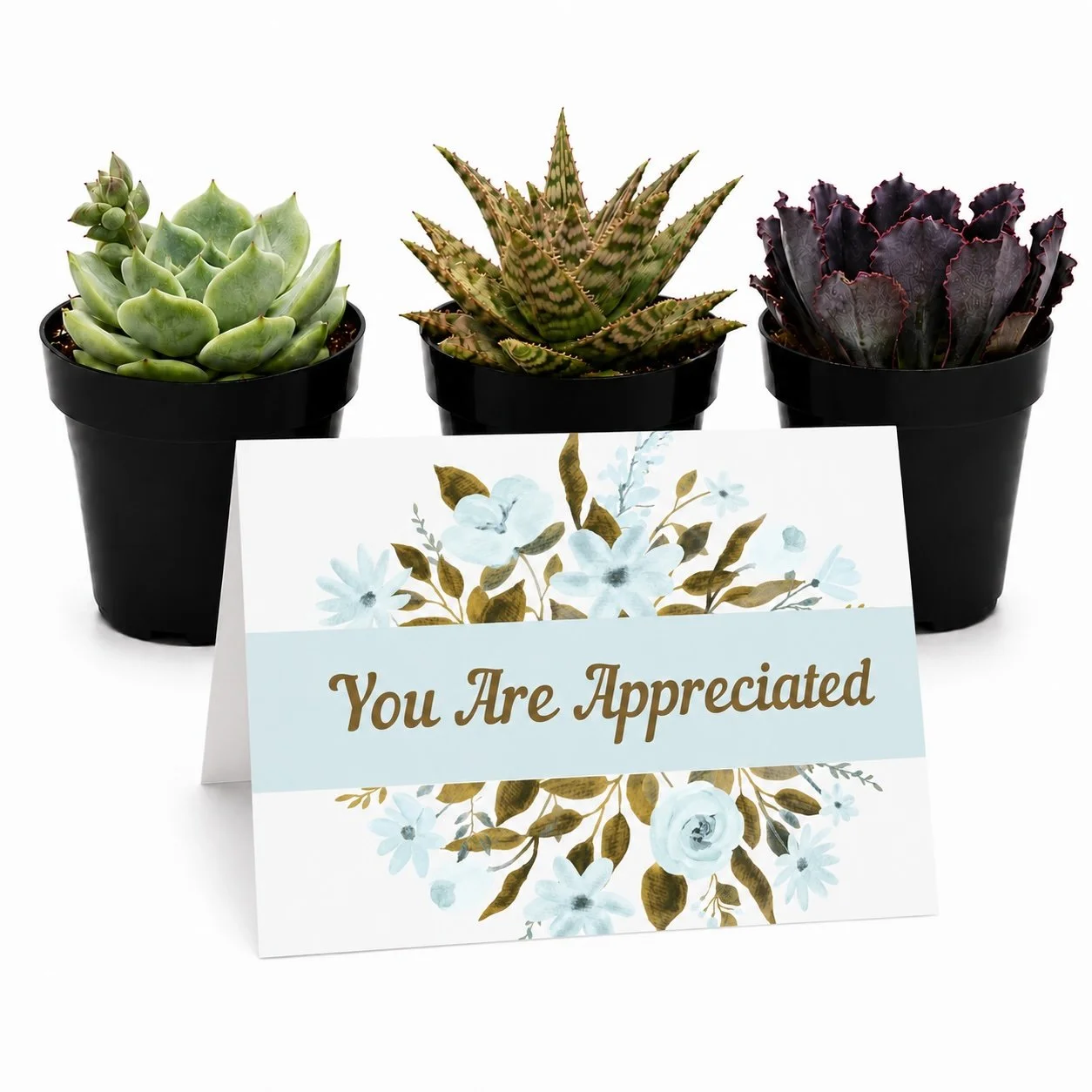 Get Well Soon Gift - Mini Succulents | Rooting For You...Get Well Soon (Copy)
