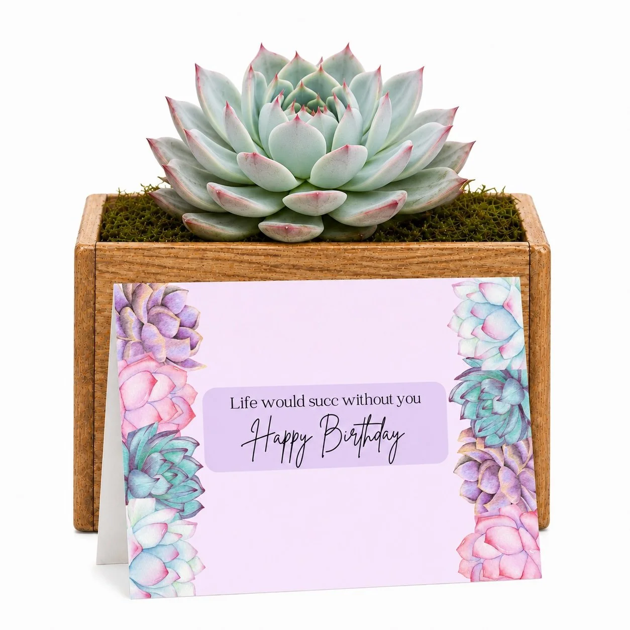 life would succ bday - Potted.jpg