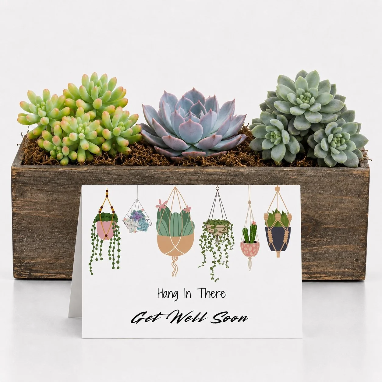 Succulent Gift | Hang In There ...Get well Soon