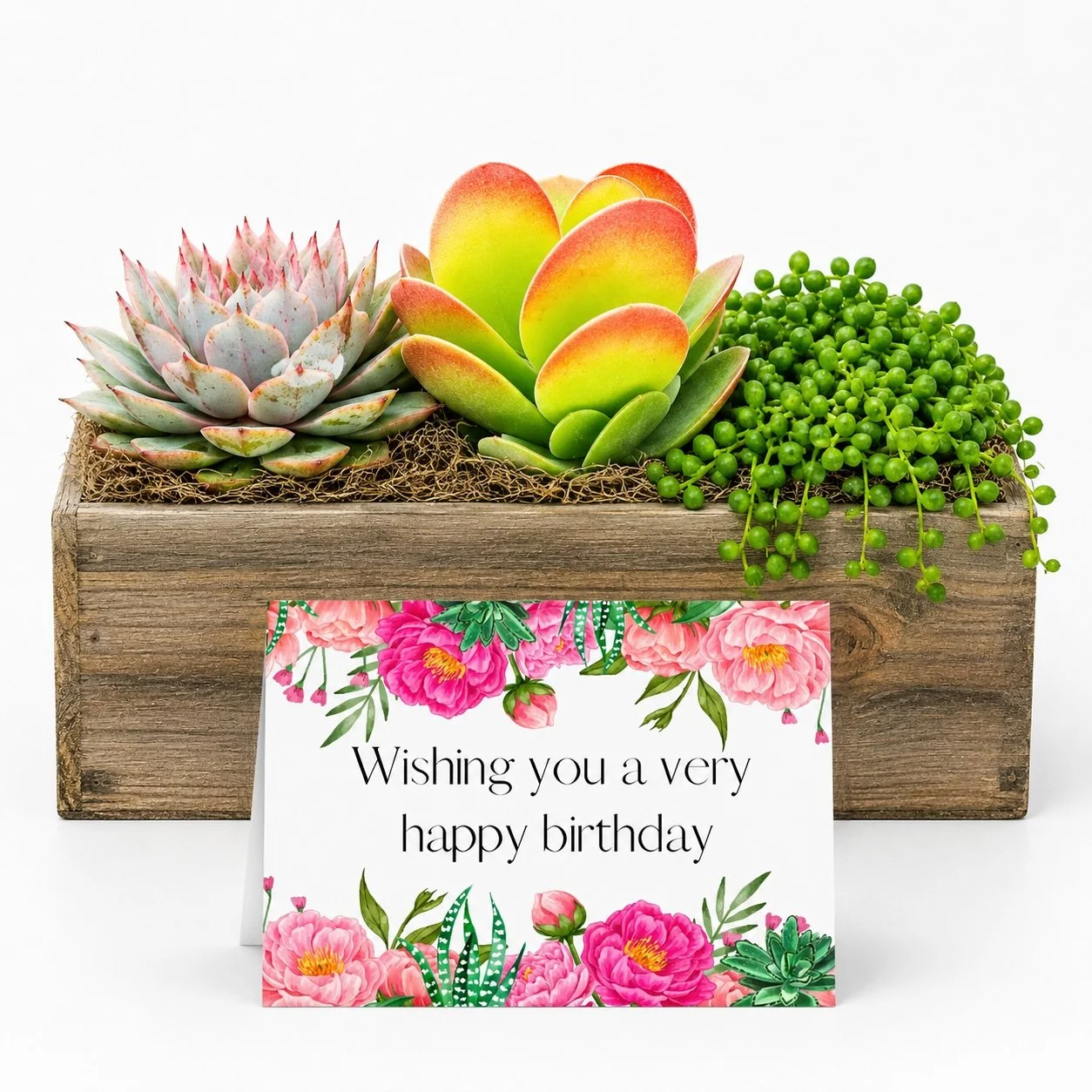 Birthday Gift For Her - Succulent with Card | Wishing You A Very Happy Birthday