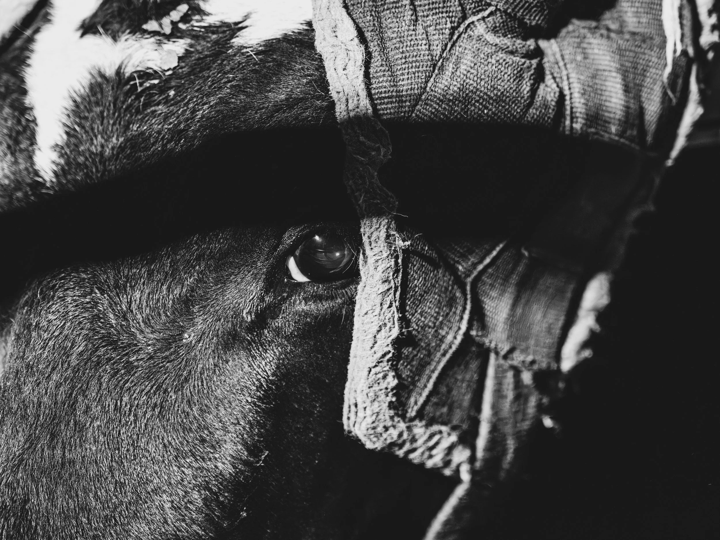 Carthage Rodeo-89.JPG